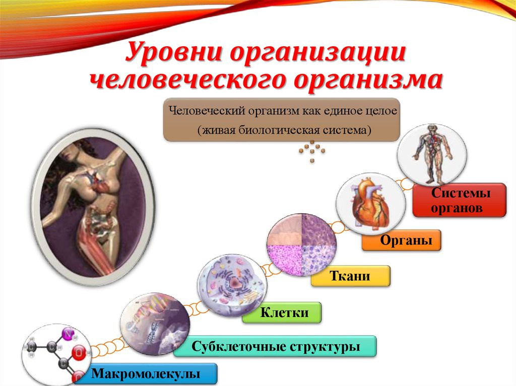 Движение - жизнь. Природосообразность двигательной активности человека Движение - жизнь. Природосообразность двигательной активности человека