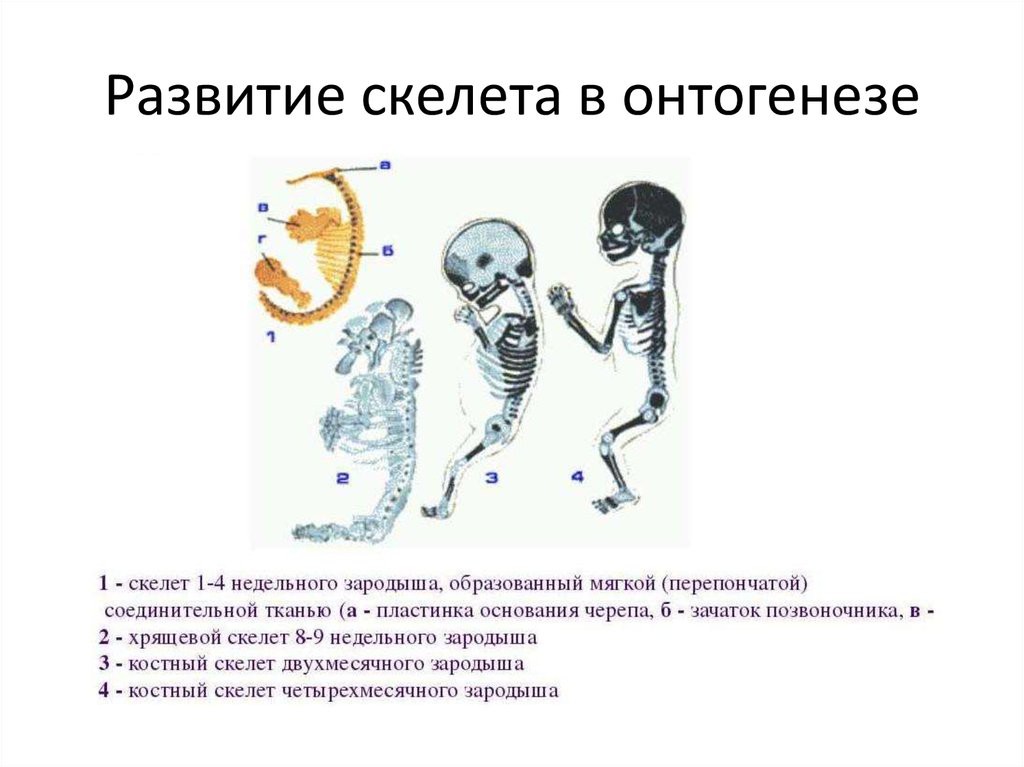 Движение - жизнь. Природосообразность двигательной активности человека Движение - жизнь. Природосообразность двигательной активности человека