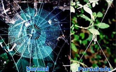 Искусственно созданный мир - биологический аватар как основа жизни Искусственно созданный мир - биологический аватар как основа жизни