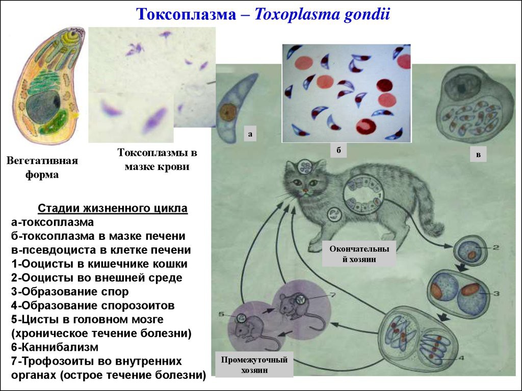 Искусственно созданный мир - биологический аватар как основа жизни Искусственно созданный мир - биологический аватар как основа жизни