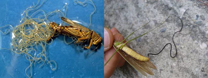 Искусственно созданный мир - биологический аватар как основа жизни Искусственно созданный мир - биологический аватар как основа жизни