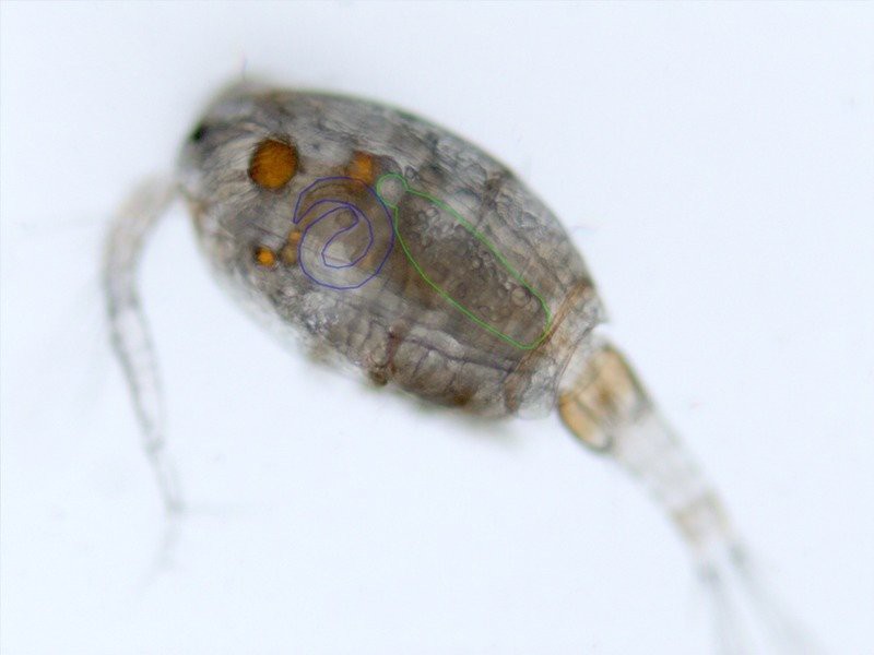 Искусственно созданный мир - биологический аватар как основа жизни Искусственно созданный мир - биологический аватар как основа жизни