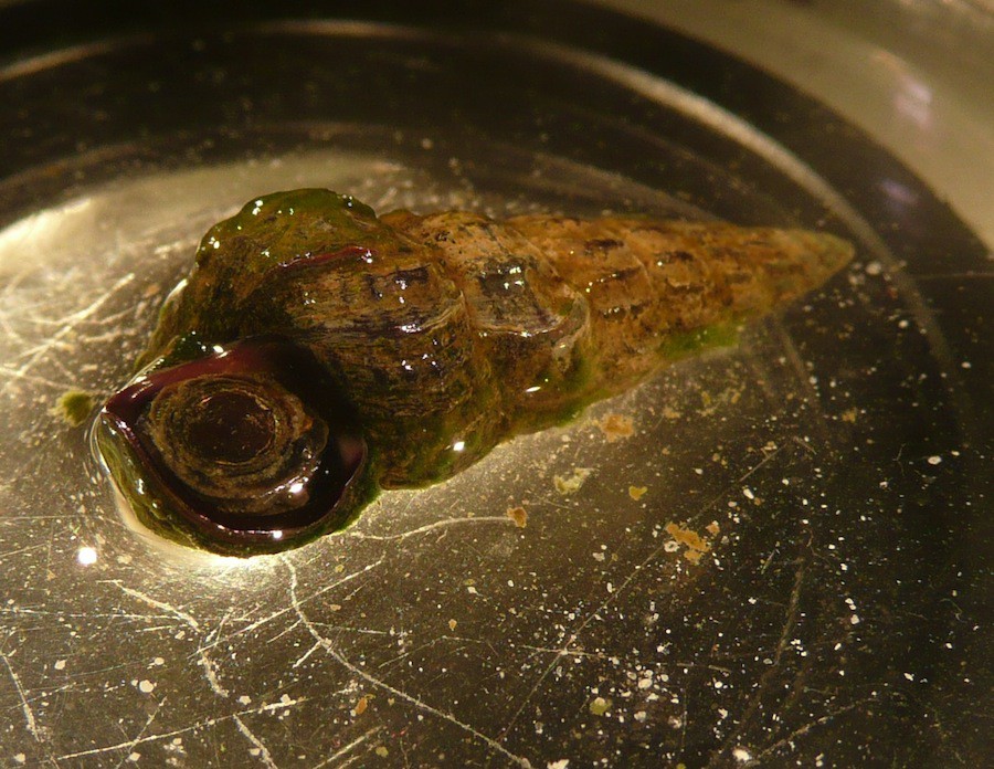 Искусственно созданный мир - биологический аватар как основа жизни Искусственно созданный мир - биологический аватар как основа жизни