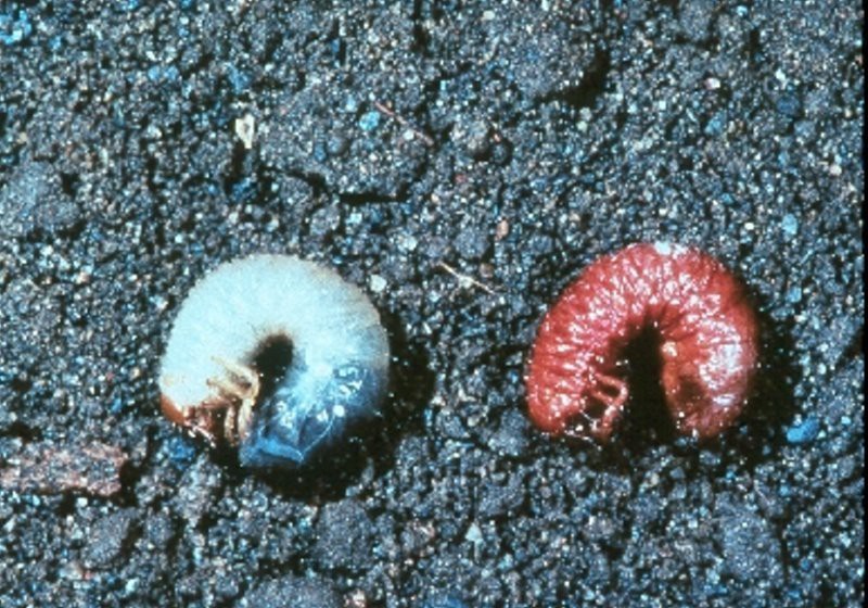 Искусственно созданный мир - биологический аватар как основа жизни Искусственно созданный мир - биологический аватар как основа жизни