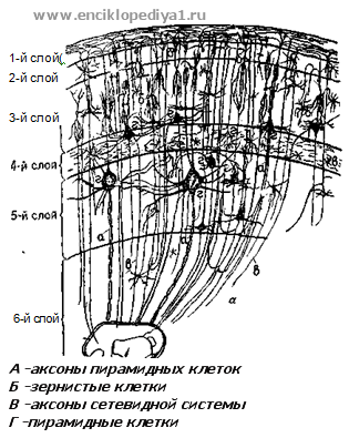 Искусственно созданный мир - биологический аватар как основа жизни Искусственно созданный мир - биологический аватар как основа жизни