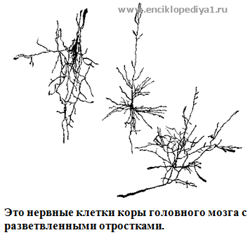 Искусственно созданный мир - биологический аватар как основа жизни Искусственно созданный мир - биологический аватар как основа жизни