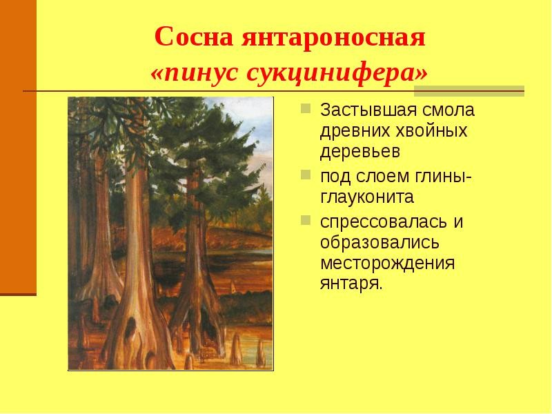 Загадки образования янтаря с насекомыми Загадки образования янтаря с насекомыми