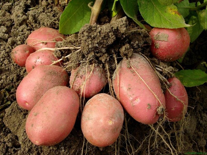 Нелегальное культивирование картофеля в 2021 году может обернуться для россиян штрафами Нелегальное культивирование картофеля в 2021 году может обернуться для россиян штрафами