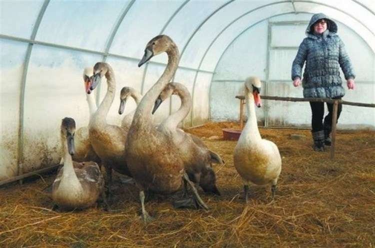 Стая лебедей, замерзающих на пруду, благополучно перезимовала, благодаря добрым людям Стая лебедей, замерзающих на пруду, благополучно перезимовала, благодаря добрым людям