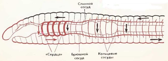 ТОП-5 самых странных сердец среди животных ТОП-5 самых странных сердец среди животных