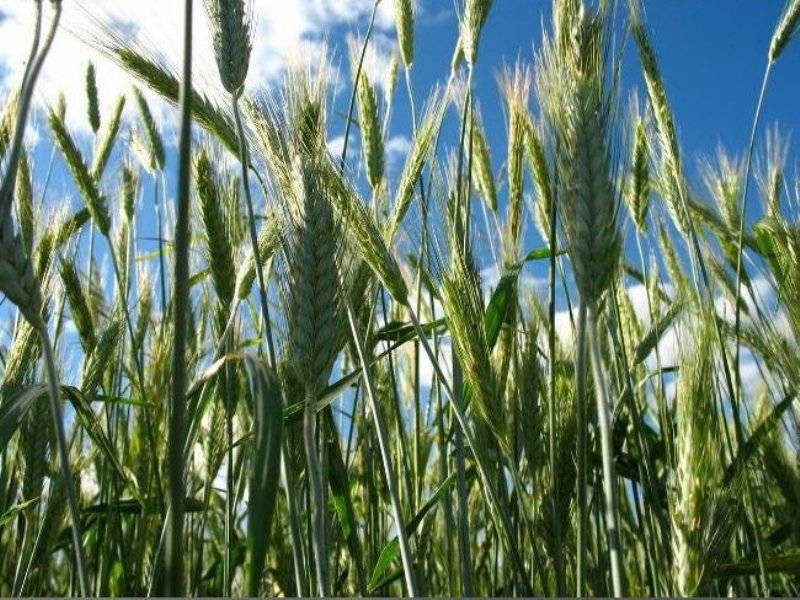 День памяти святого Иоанна на Руси и обычаи праздника 1 июня 2022 года