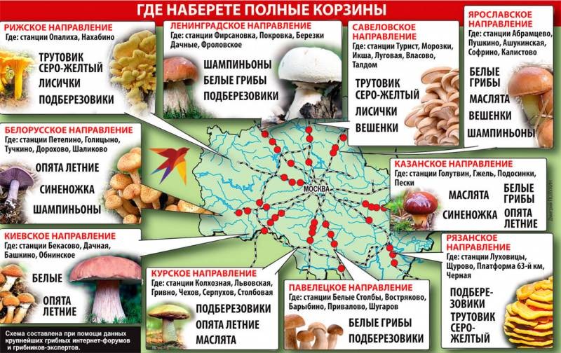 Какие грибы можно собрать в июне-июле 2022 года в Подмосковье и что из них приготовить Какие грибы можно собрать в июне-июле 2022 года в Подмосковье и что из них приготовить