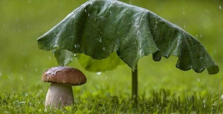 День Святого Духа отмечают в понедельник, 13 июня: Духов день