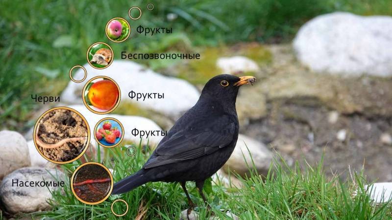 ТОП способов, которые помогут отпугнуть дроздов на даче