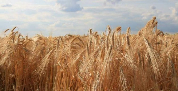 Народные приметы на 21 июля: почему нельзя купаться на Прокопия Жнеца