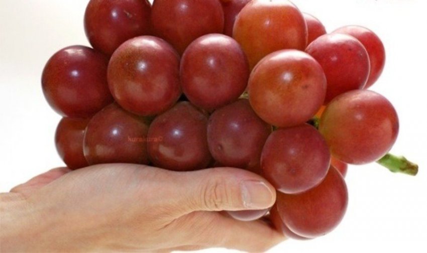 Гроздь винограда продали на аукционе в Японии за 10 тысяч долларов