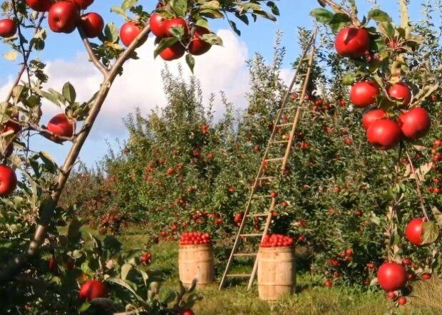 Можно ли на Яблочный Спас ездить на кладбище, и что обязательно нужно сделать в праздник