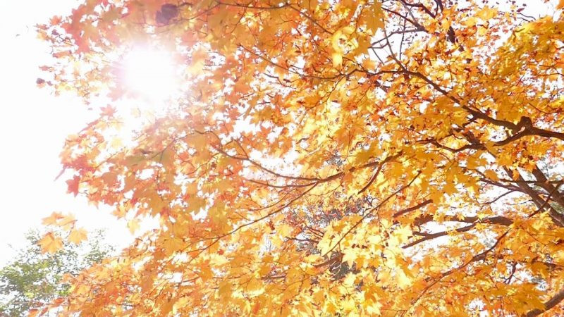 Температурные аномалии осени 2022 года подарят больше теплых дней россиянам