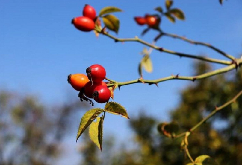 Рекомендации лунного календаря садоводам и огородникам на 25 октября 2022 года