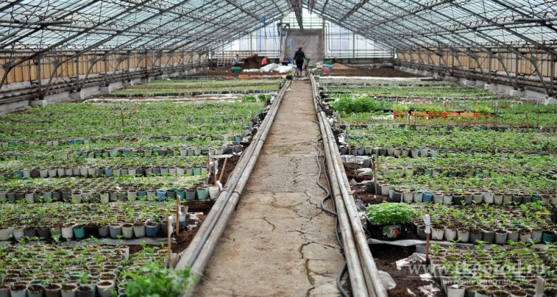 Что советуют посадить эксперты в ноябре, чтобы в марте получить хороший урожай