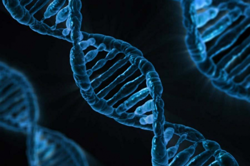 Frontiers in Endocrinology: генные мутации могут вызвать изменение пола человека