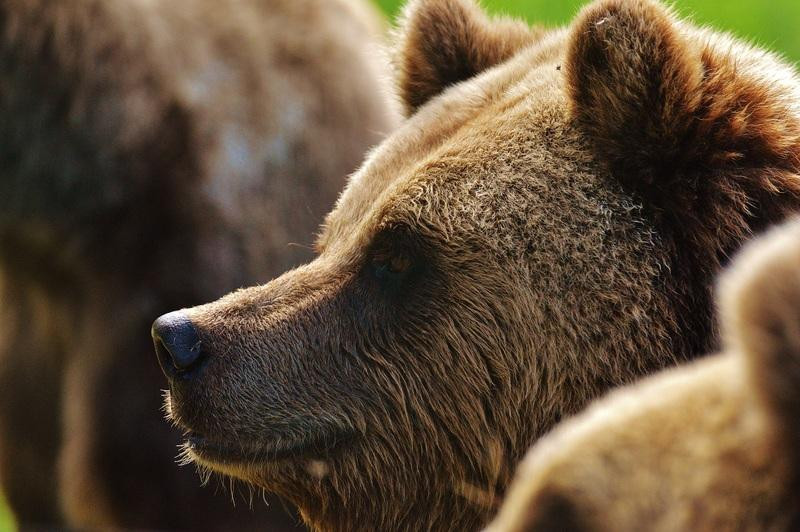 Почему Россию ассоциируют с медведем