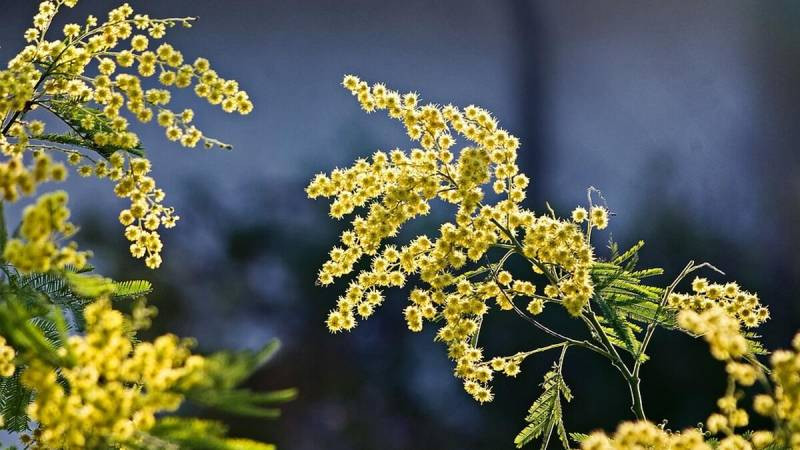Погода на 8 марта 2023 года в Москве ожидается переменчивой, но праздничной