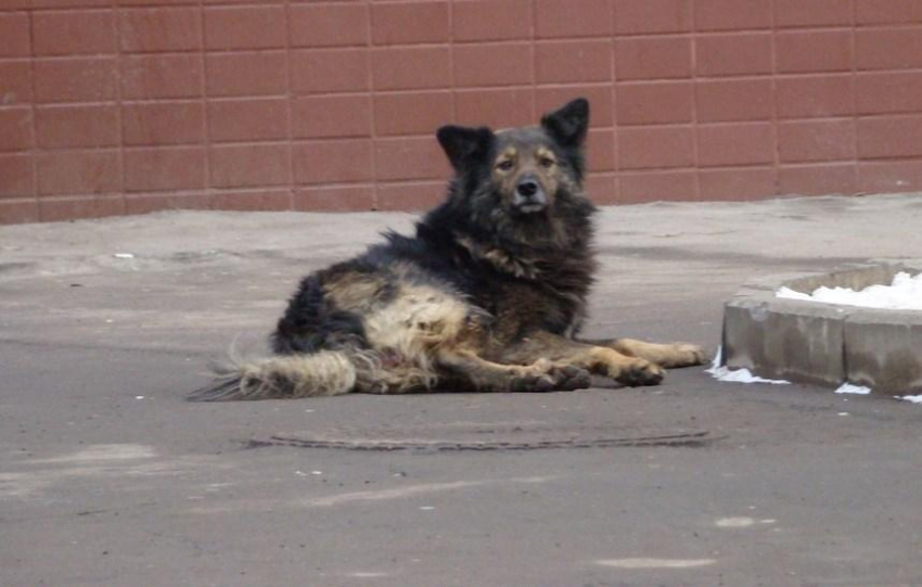 В Саратове стая бродячих собак разорвала женщине лицо и руки