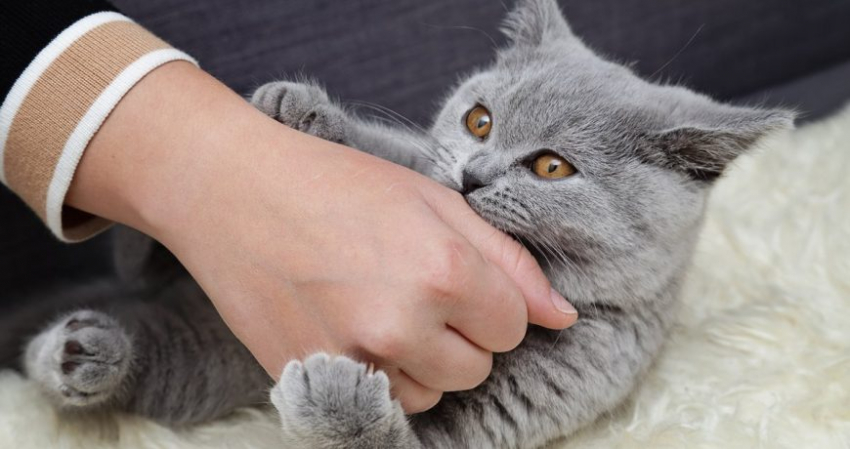 Какие штрафы можно получить из-за домашних животных в доме