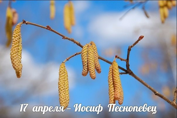 Церковный праздник Иосиф Песнопевец, Ольховые смотрины 17 апреля 2023 года: приметы и поверья