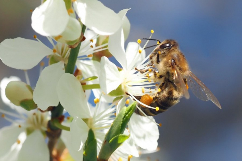 PLOS Biology: Шмели очень быстро учатся друг у друга
