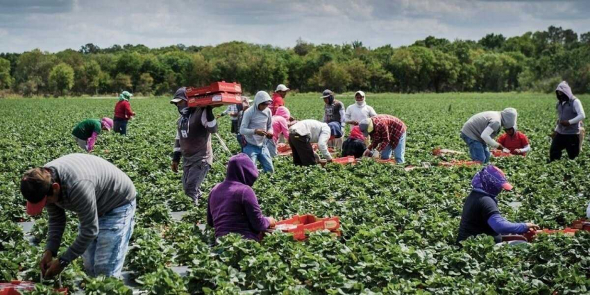 Грузинские гастарбайтеры о работе в Германии: » У меня складывается впечатление, что нас продали в рабство»