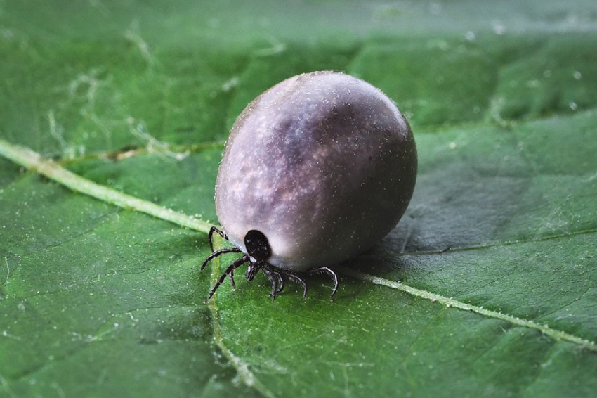 Current Biology: клещи прыгают на своих жертв используя электрическое поле
