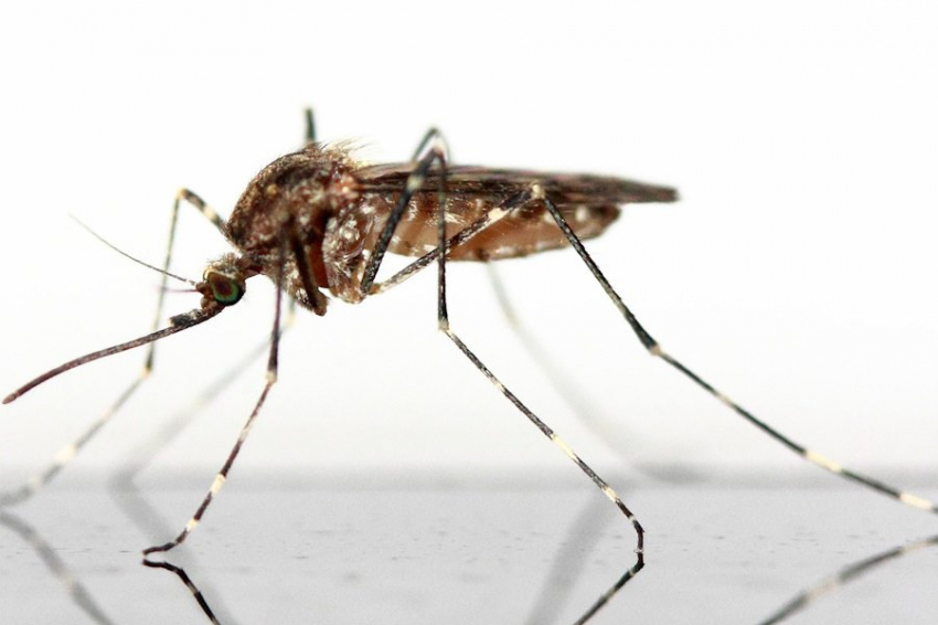 iScience: одни виды мыла привлекают, другие - отпугивают комаров