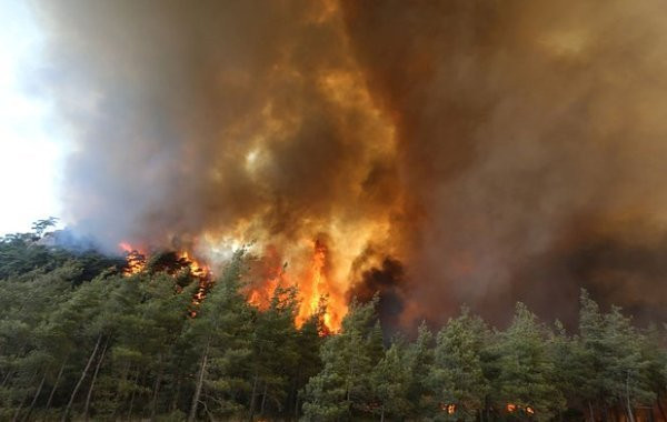 Обстановка в Турции на фоне лесных пожаров: уточненные данные на 1 августа для туристов
