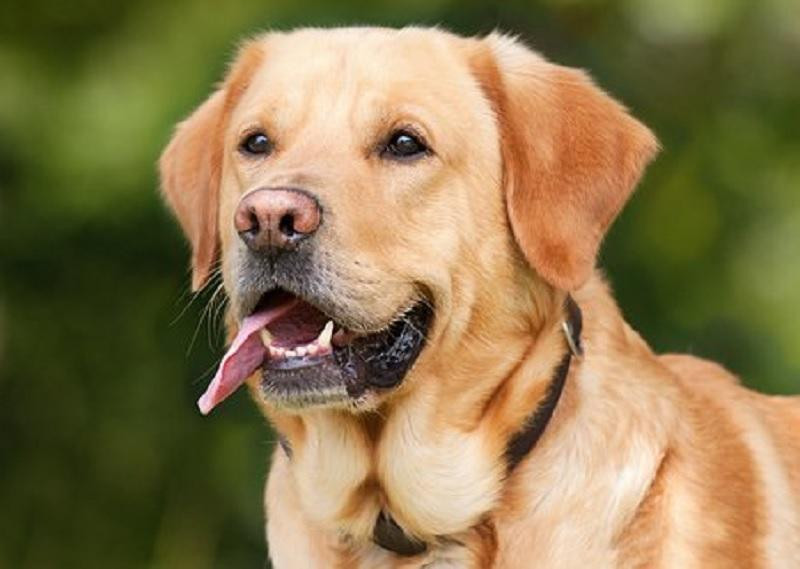 В Южной Корее стартап Sunny Wave Tech презентовал телевизор для собак Dogsplay