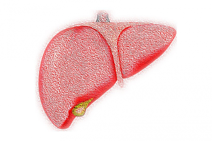 Cell Metabolisml: жировую болезнь печени может вызвать кишечная бактерия
