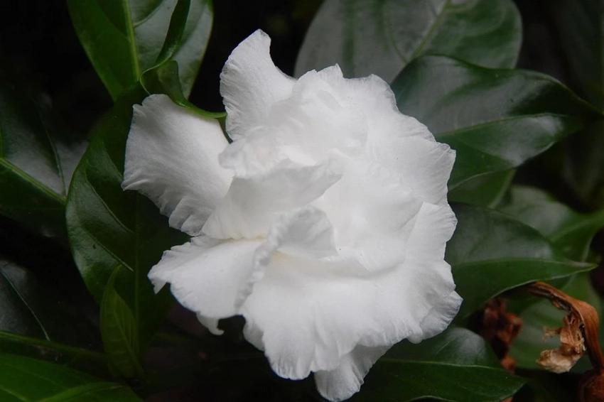 Гардения может содержать химический ключ к регенерации больных нервов человека