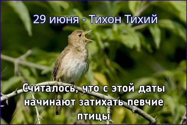 Традиции и обряды на Тихона Тихого, 29 июня 2025 года