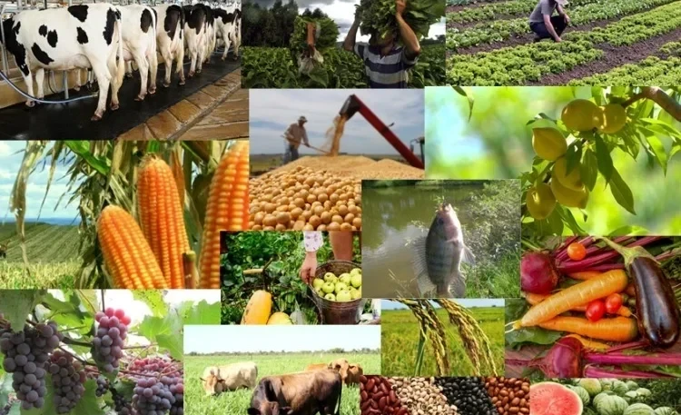 Упор на импортозамещение. Кыргызстан форсирует достижение продовольственной безопасности