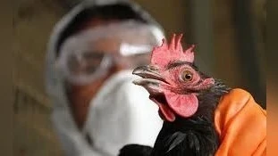 В США умер первый человек, заразившийся штаммом птичьего гриппа H5N5