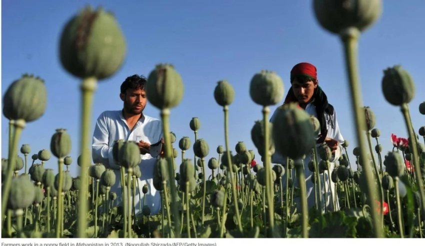 СМИ раскрыло секретную "опиумную" программу ЦРУ в Афганистане