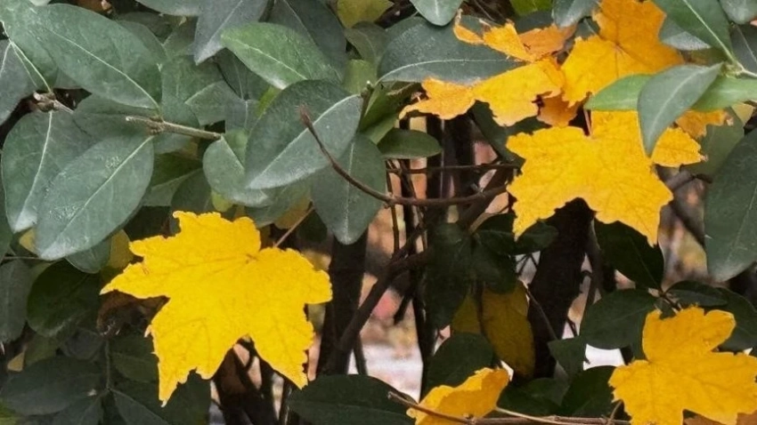 Теплая и солнечная погода сохранится на юге Казахстана