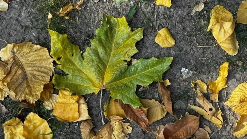 Похолодание ожидается в Казахстане до конца недели