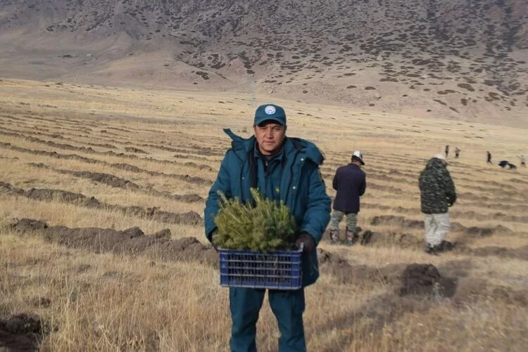 В Тонском районе восстанавливают леса. Высажены саженцы на 30 гектарах