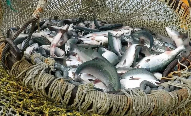 В Кыргызстане внедряют интеллектуальную систему прослеживаемости рыбы