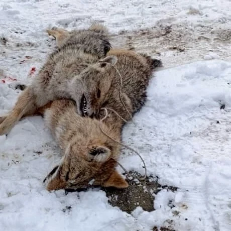Силовики провели масштабную операцию «Арсенал» на Иссык-Куле