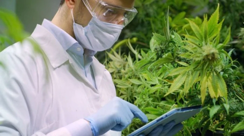 «Это не легализация»: Трамп подписал указ о переклассификации марихуаны