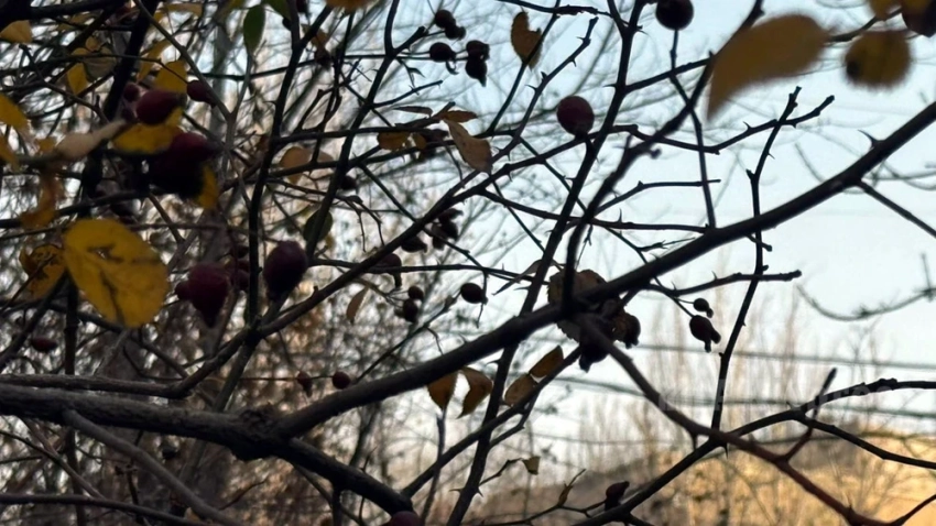 Аномально тёплый ноябрь побил температурный рекорд в Казахстане