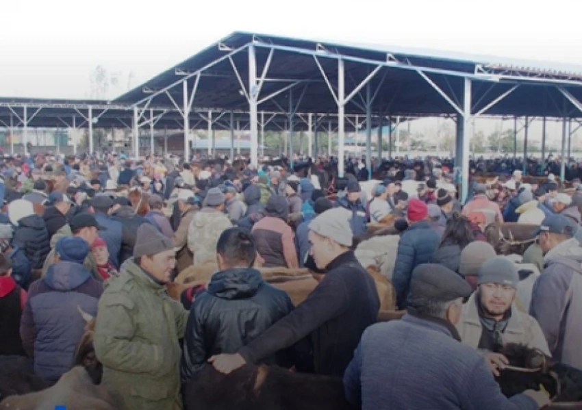 После скандала в соцсетях скотный рынок в Токмаке закроют